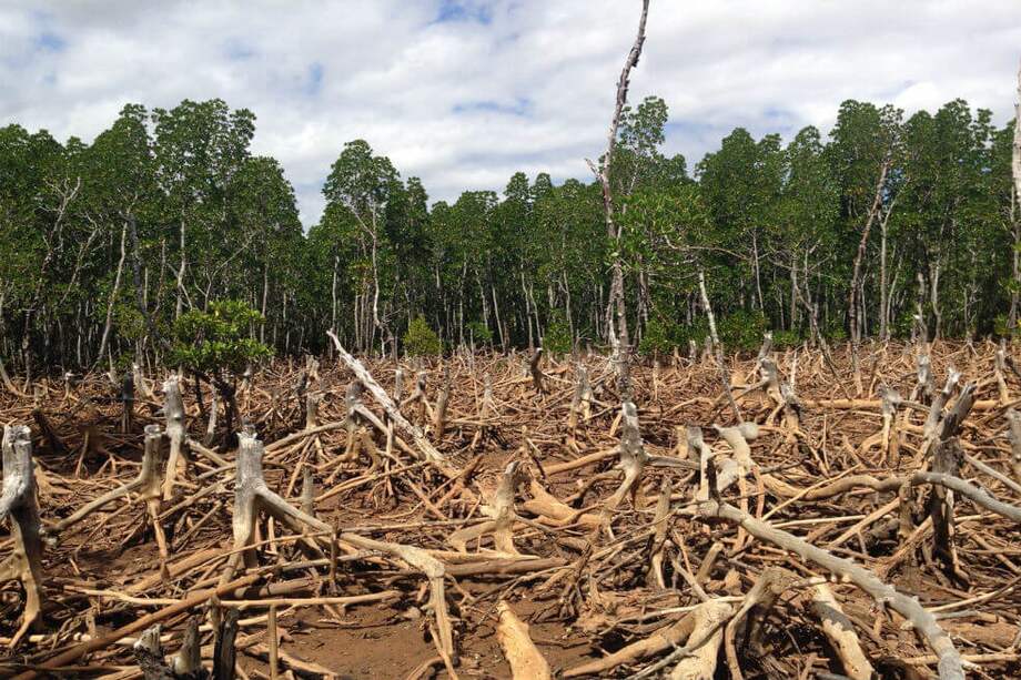 Para hacer esta reconstrucción, la investigadora realizó un estudio multiproxy en el que analizó variables como polen, estratigrafía, geoquímica, pérdidas por ignición y dataciones de carbono 14. / Wikimedia Commons