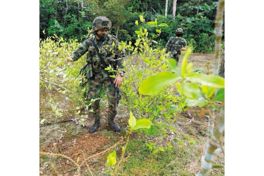 Para Isacson, erradicar no reduce el número de familias que dependen de la coca, pues la resiembra es enorme. / EFE