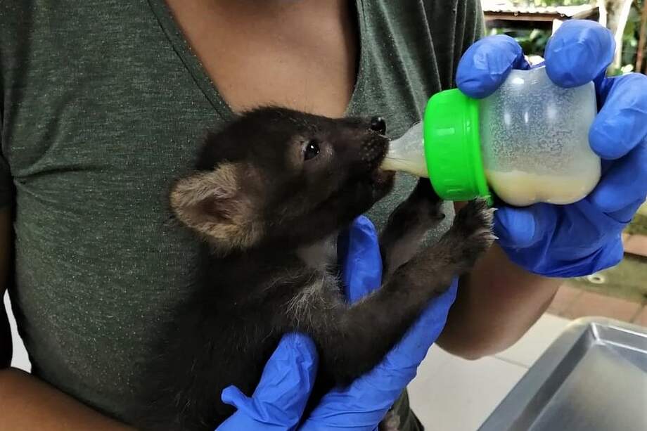 Una de cuatro crías de zorro rescatadas en el Huila