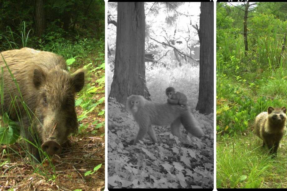 Jabalíes, macacos y mapaches japoneses son algunas de las especies que han sobrevivido esta década.
