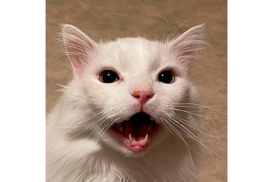 El famoso gato que muchos utilizaban por sus reconocidos memes murió este martes. Estos son los detalles.