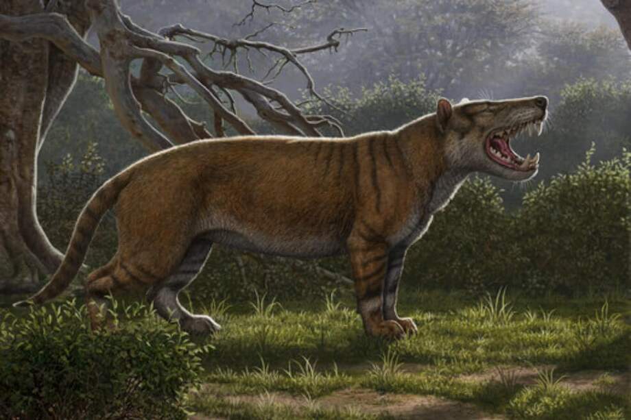 Reconstrucción artística de Simbakubwa kutokaafrika, un carnívoro gigante conocido por la mayor parte de su mandíbula, porciones de su cráneo y partes de su esqueleto. / Agencia Sinc - Mauricio Anton