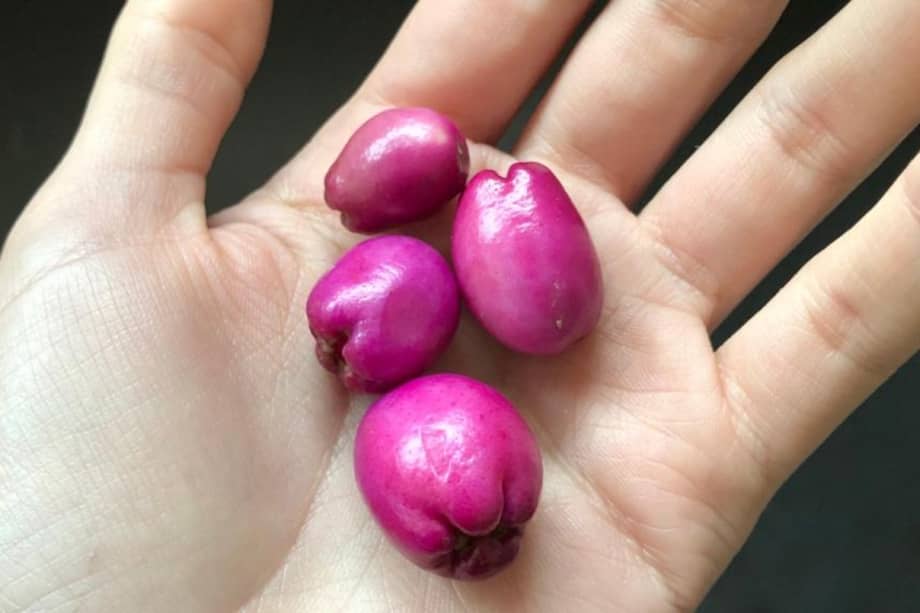 Eugenio, común en el arbolado capitalino