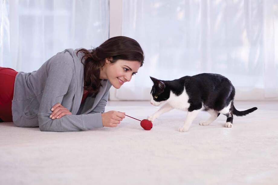 El Veterinario, un verdadero aliado para el cuidado de tu gato