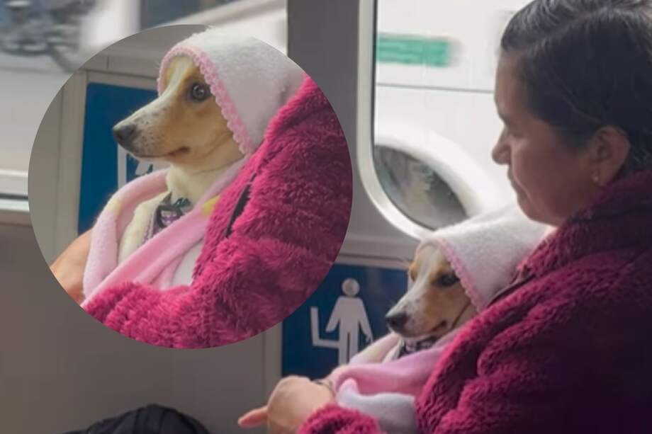 Varias personas han resaltado y reconocido a la mujer por el cuidado hacia su mascota.