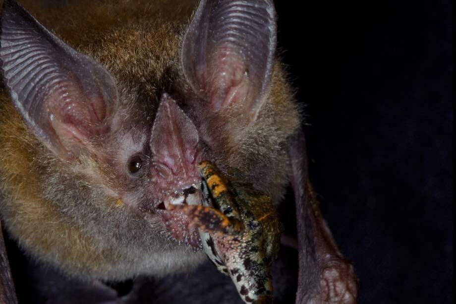 El murciélago comedor de ranas utiliza el aprendizaje y la memoria a largo plazo para escuchar las llamadas de las ranas y diferenciar las venenosas de las que son buenas para comer.
