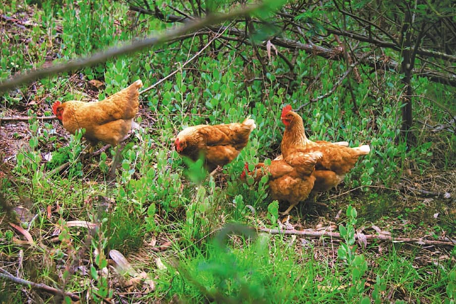 Cortesía "Tengo huevo".