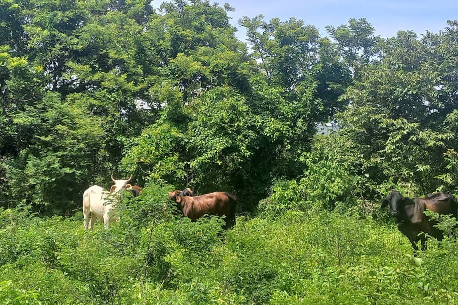 En estos dos departamentos del país, 1.067 familias ganaderas participaron en una iniciativa para impulsar un desarrollo sostenible de esta cadena productiva. Sus resultados, que fueron expuestos recientemente en un evento en Bogotá, dan pistas de cómo es posible crear sistemas ganaderos rentables que conservan los ecosistemas y generan bienestar.