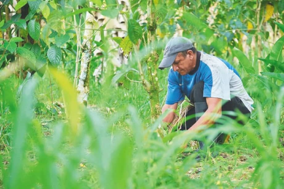 La ENA busca entrevistar a 65.000 productores en 49 millones de hectáreas. / AFP