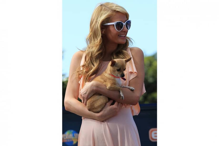 Paris Hilton junto a su chihuahua Tinkerbell. / Bang Showbiz