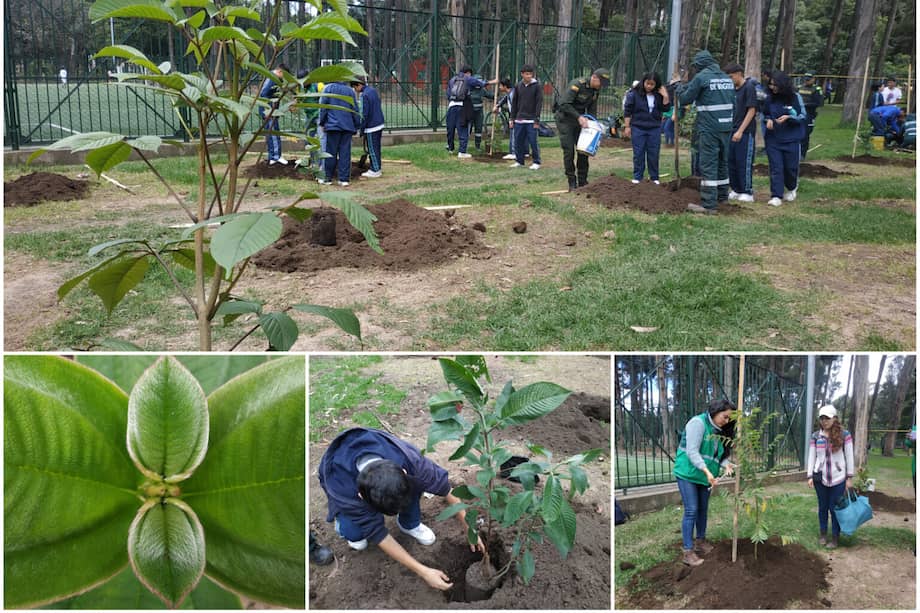 Es considerado uno de los pulmones verdes de Bogotá y está ubicado en Rafael Uribe Uribe