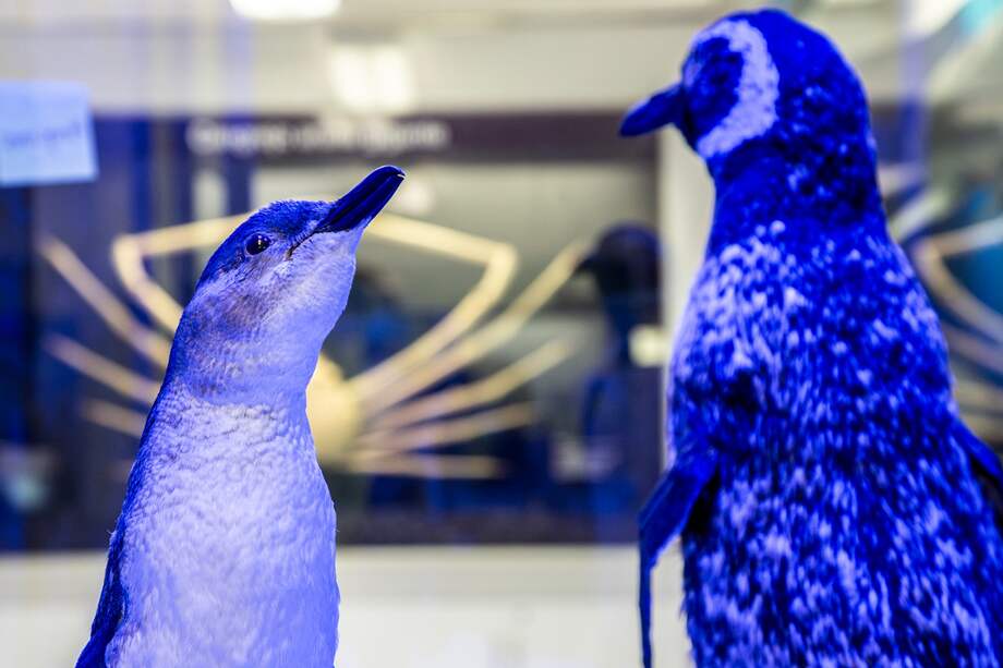 El Museo, ubicado en la ciudad de Bogotá, lleva más de 50 años enseñando sobre los ecosistemas marinos y su conservación.