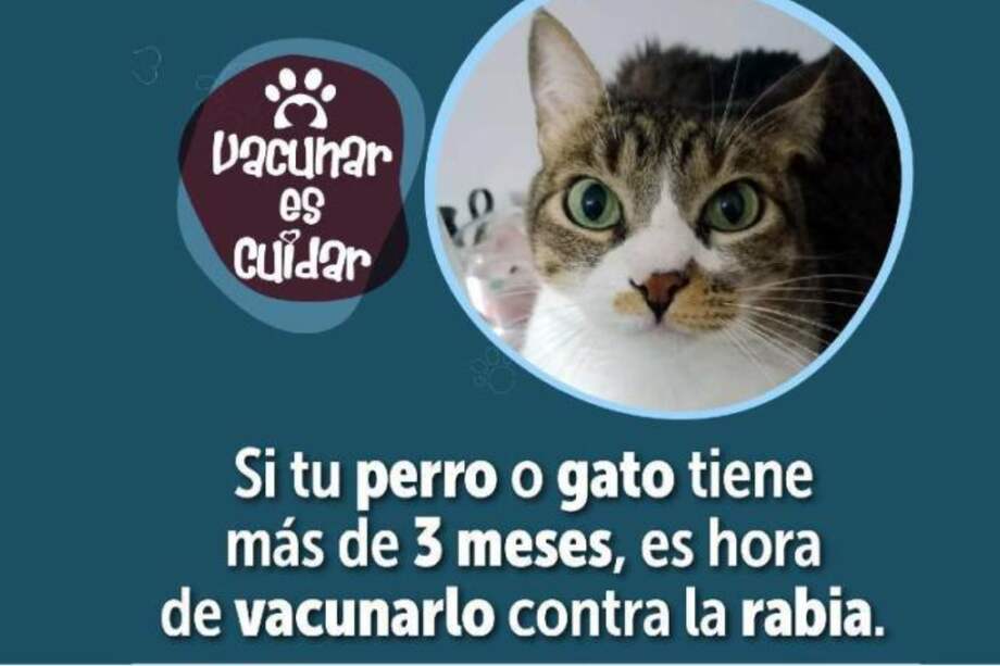 Se habilitarán más de 100 puntos de vacunación, para que perros y gatos sean protegidos contra la rabia.