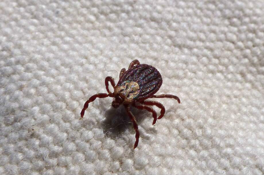 Las garrapatas, pulgas y mosquitos son transmisores de enfermedades como el Zika, que llegó a EE.UU. en 2016. / Pixabay