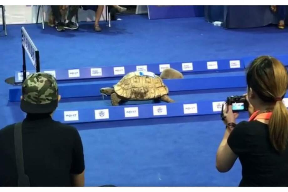 La tortuga que se hace viral por ganarle a una liebre en un festival en Bangkok
