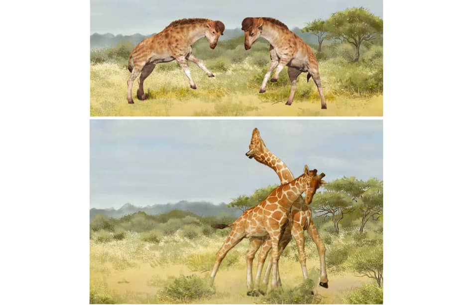 La ilustración de artistas muestra cómo el antepasado de la jirafa se habría peleado a cabezazos con otros machos.