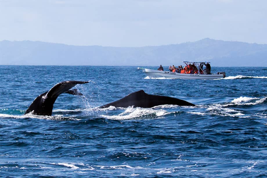 Imagen de referencia. Desde 2017, no se veía a una cría de ballena junto a su madre en las costas catalanas.