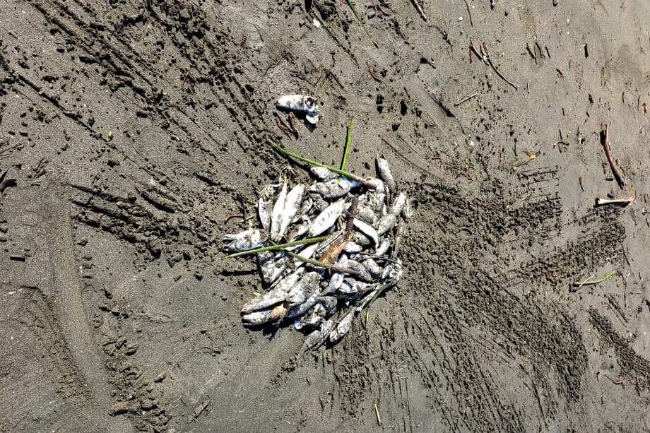 "Es una de las emergencias ambientales más complejas que se haya presentado en el municipio”, dijo Edison Castro. / Cortesía CRC