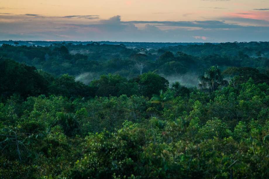 Unos de los bosques más complejos y biológicamente diversos de la Tierra son los bosques húmedos tropicales.