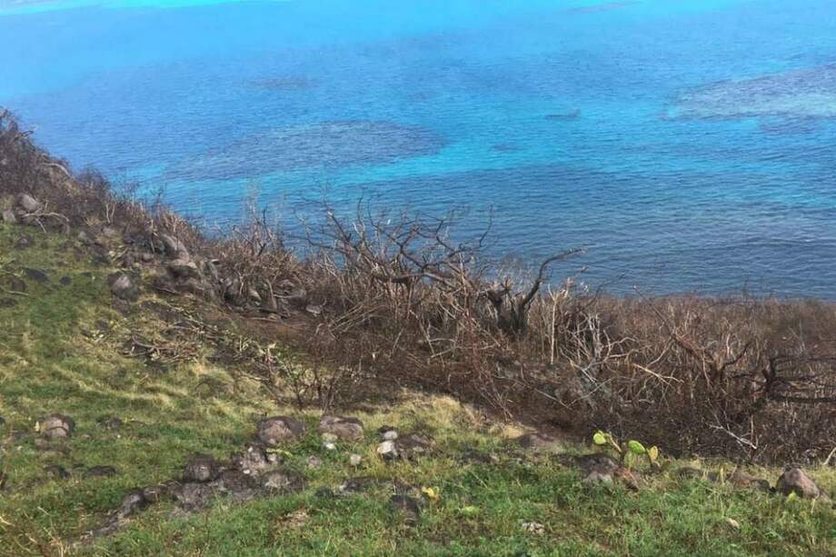 Providencia perdió 90 por ciento de su bosque por cuenta del huracán, el equivalente a 2.000 hectáreas de bosque.