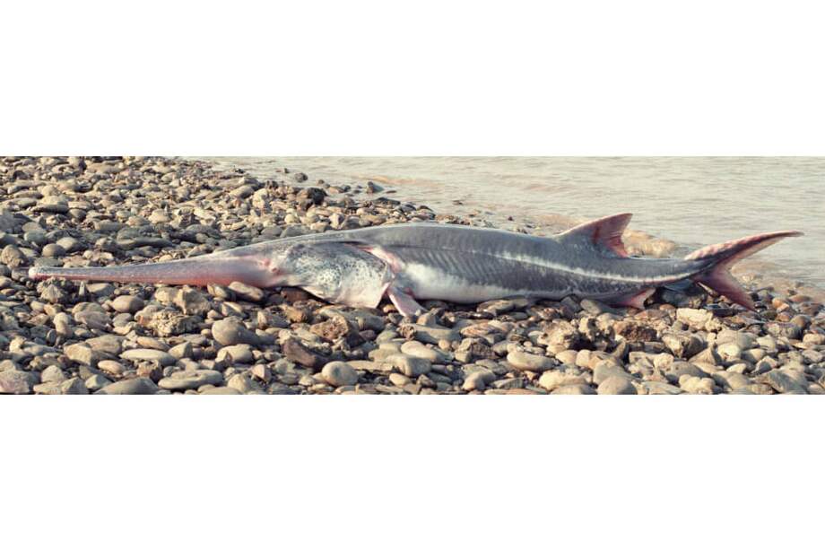 El pez remo gigante chino puede medir hasta siete metros de largo. Esta especie vivía en el río Yangtsé, el tercer más largo del mundo. / Revista Science
