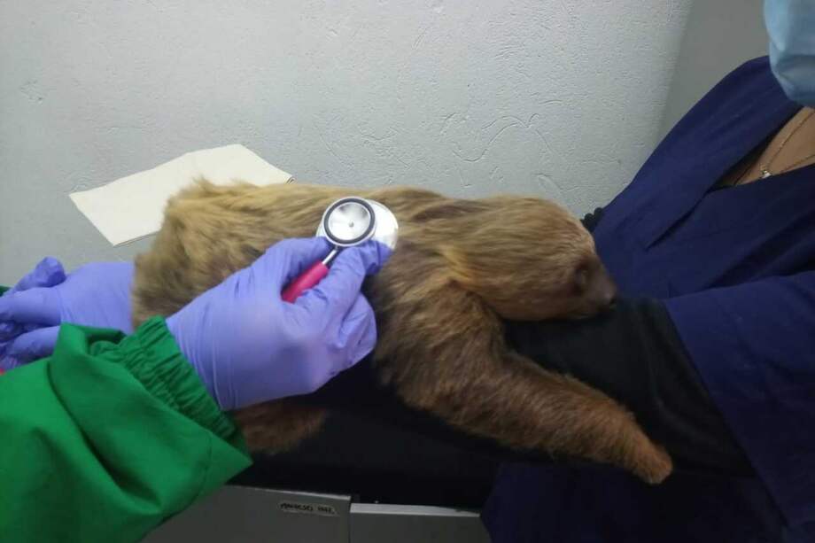 El perezoso fue encontrado el mal estado de salud, y fue atendido en centros veterinarios de distrito.