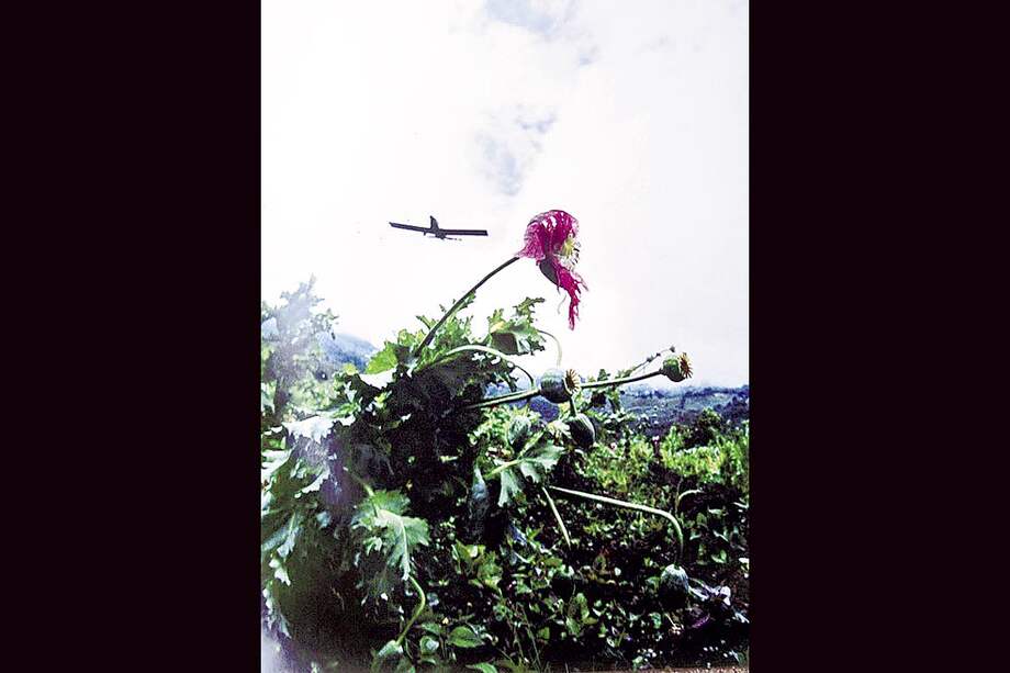 Nuevos estudios sobre los efectos del herbicida en Colombia sugieren que puede causar enfermedades epidérmicas y abortos. Además, es un factor que genera deserción escolar e incide en la mortalidad infantil.