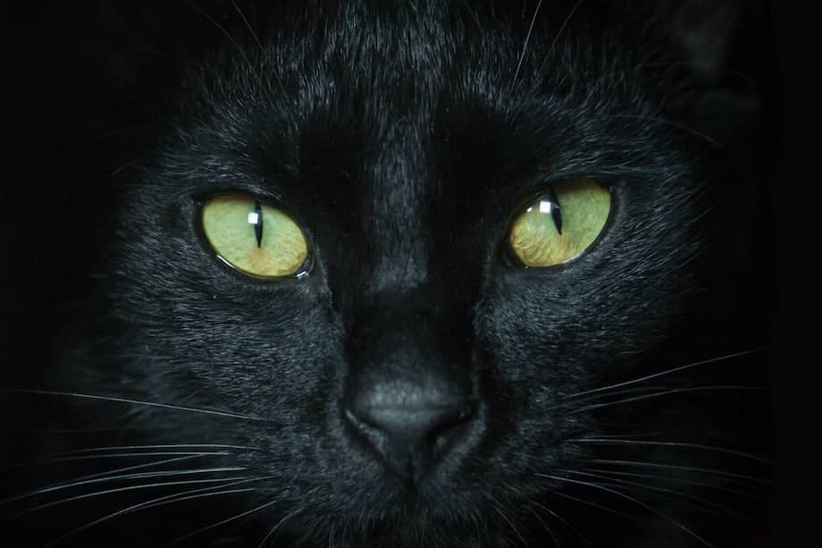 Los gatos negros, al igual que cualquier otro animal, merecen un hogar lleno de amor y cariño.