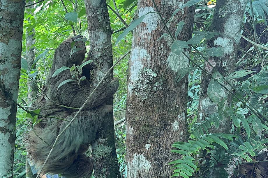La perezosa de dos dedos (Choloepus hoffmanni) y su cría