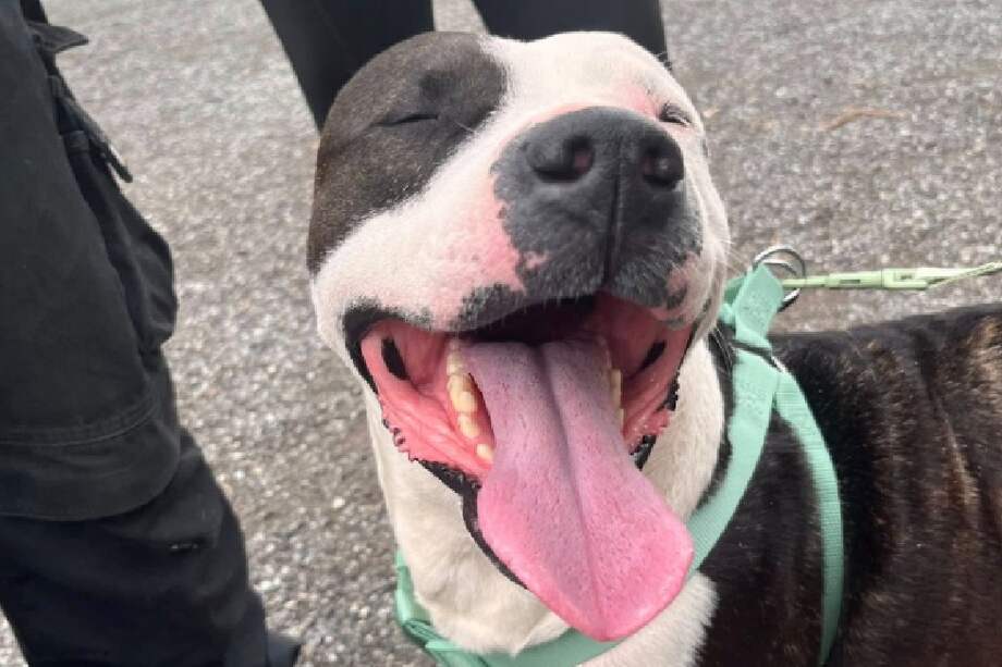 Adoptar no solo les brinda un hogar seguro y amoroso, sino que también contribuye a reducir el abandono y el hacinamiento en los refugios.