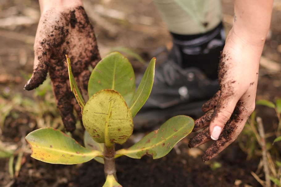 Malva lideró una acción de reforestación en los cerros orientales de Bogotá