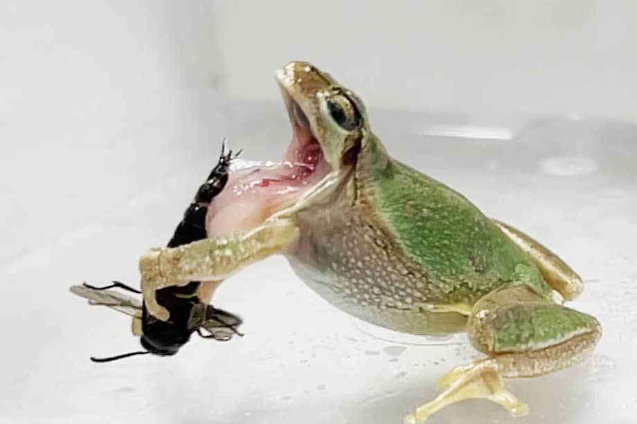 Una rana arborícola (Dryophytes japonica) escupe una avispa macho (Anterhynchium gibbifrons) después de haber sido picada. / Current Biology/Sugiura et al.