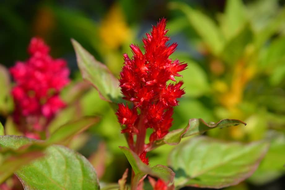El nombre Celosia, derivado del griego 'keleos' (ardiente o llameante)
