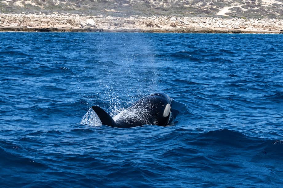 Una orca en Baja California Sur, en México.