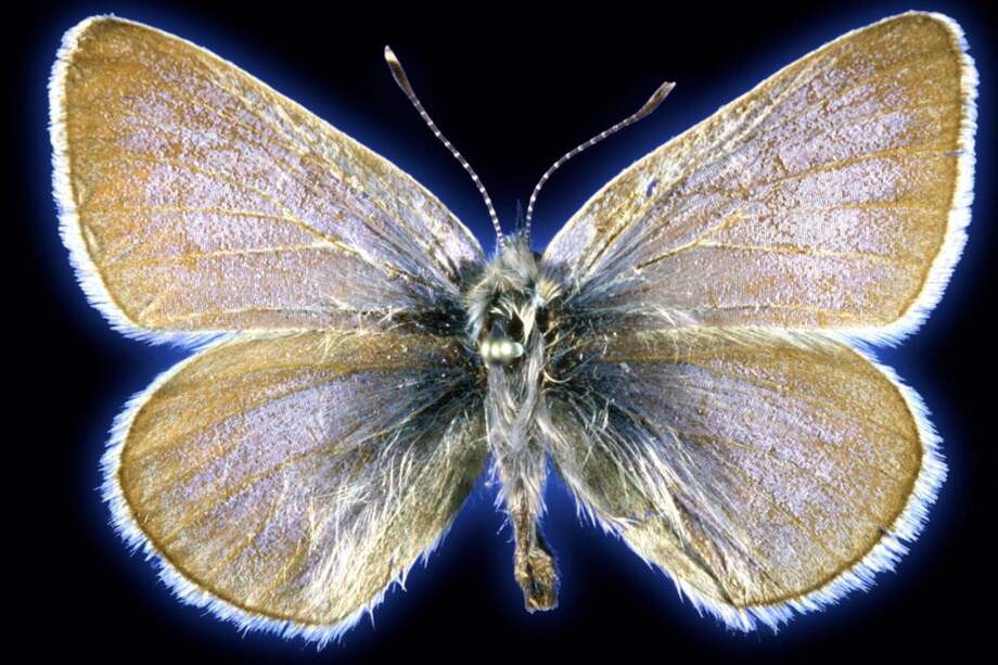 El espécimen de mariposa azul Xerces de 93 años utilizado en este estudio.