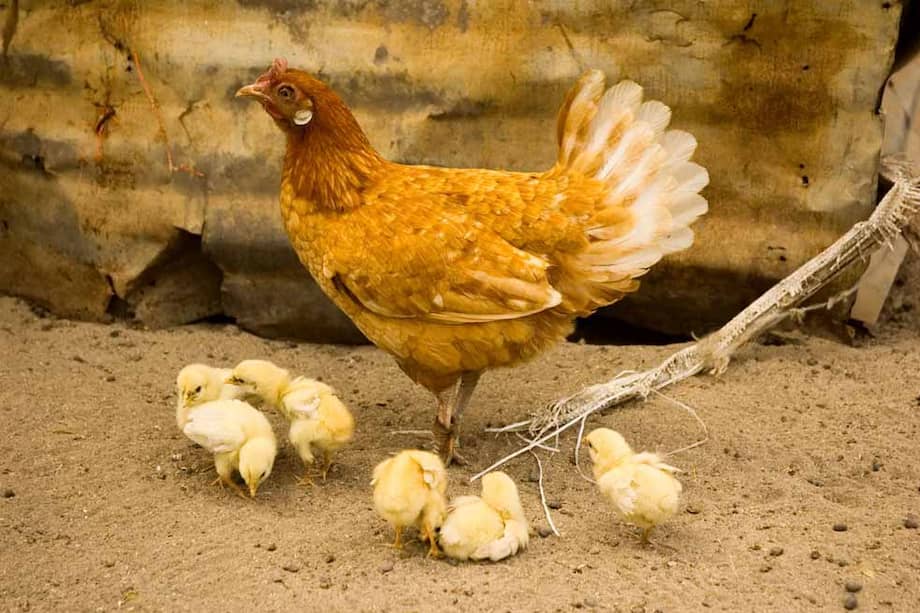 ¿Por qué los pollos no tienen pene?