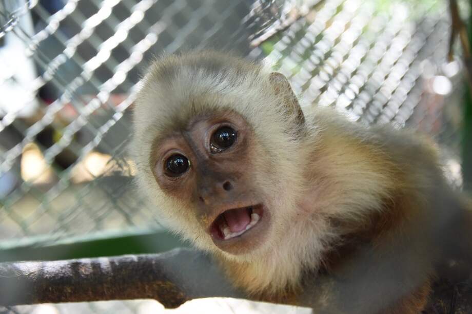 Su traslado posterior al Centro de Atención y Valoración de Fauna Silvestre (CAV), en Teruel, facilitará la interacción con ejemplares de la misma especie y potenciará la posibilidad de reintegrarlos al ecosistema.