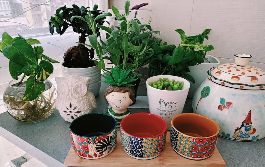 Plantas que necesitan poca luz: siete especies para cultivar en interiores