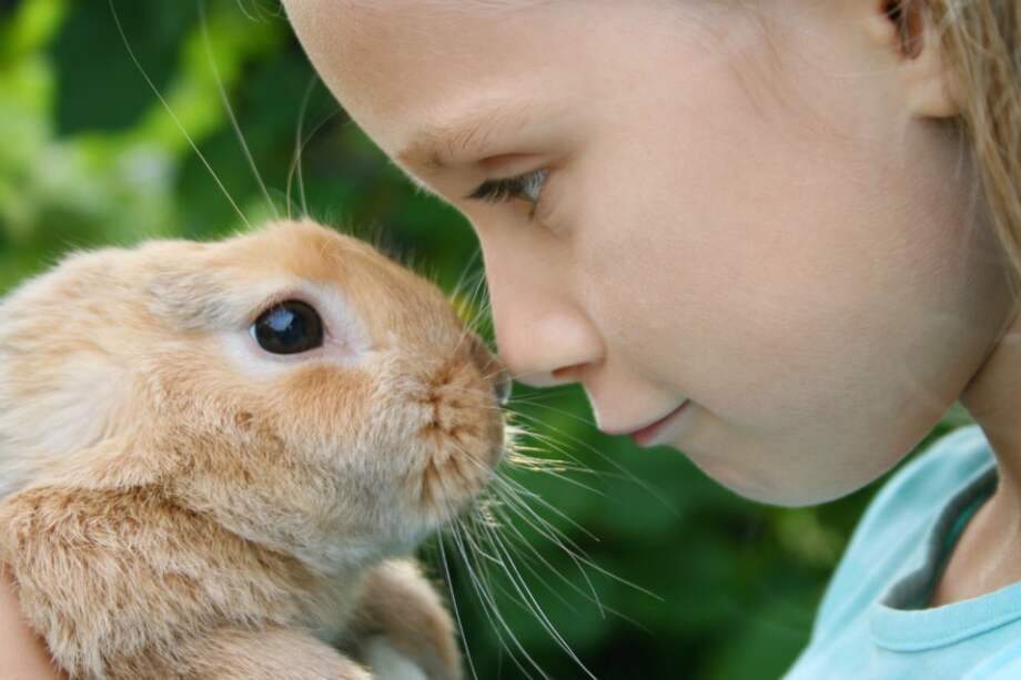 Con los roedores se tratan las fobias. A través de ellos se explican las diferencias entre una presa y un depredador. / / iStock