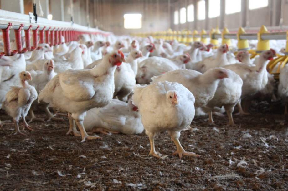 La industria avícola es una de las que más usan antibióticos. / Flickr Javier Lastras