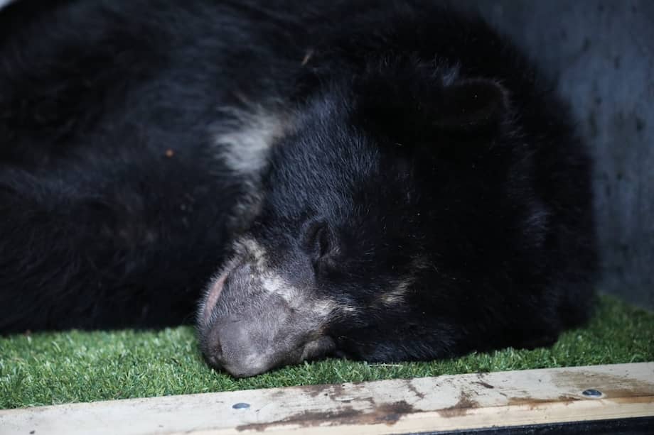 El oso Tama fue recuperado y rehabilitado en el parque Jaime Duque desde 2014.