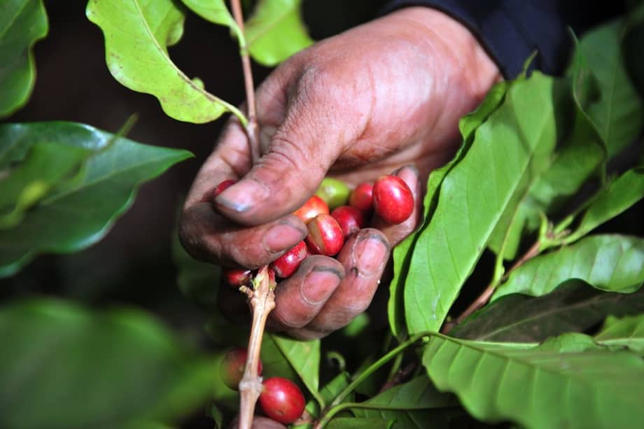 Proexport y Fedecafé acuerdan exportar cafés especiales