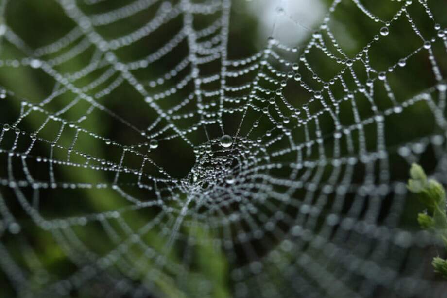 La supercontracción se refiere a un acortamiento de hasta el 50 % de la longitud inicial que sufre la fibra de araña cuando se sumerge en agua o se encuentra en un ambiente con una elevada humedad relativa. / Pixabay