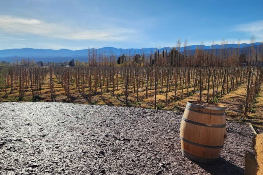 Según, Pablo Lacoste, investigador chileno, las transformaciones de la Listán han vivido un largo “proceso de ascenso, hegemonía, declinación y resurgimiento”.