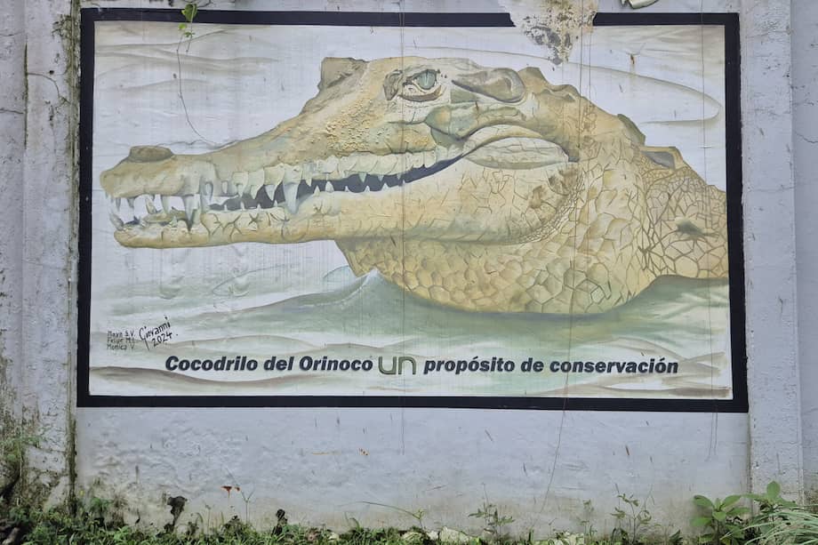 Pintura de un caimán llanero en la Estación Roberto Franco, en Villavicencio.