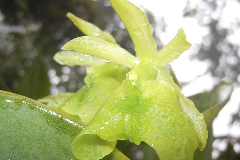Epidendrum fusagasugaënse, la orquídea endémica de Fusagasugá, se encontró dentro del inventario realizado.
