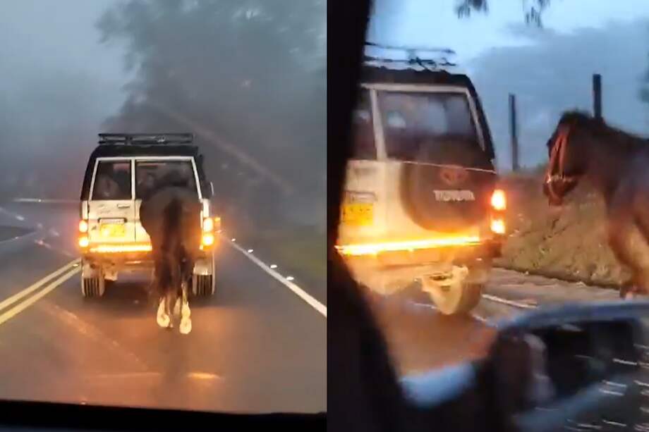 Según la Policía, el animal se encuentra en buen estado de salud.