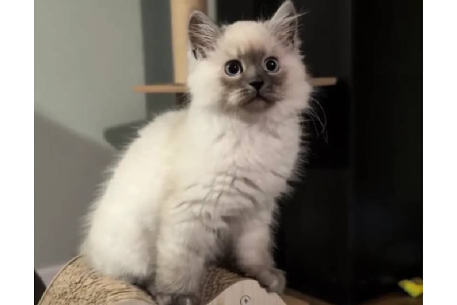 Su peso adulto suele oscilar entre los 3,5 y 8 kilogramos, y su longitud corporal puede variar entre 43 y 64 centímetros.