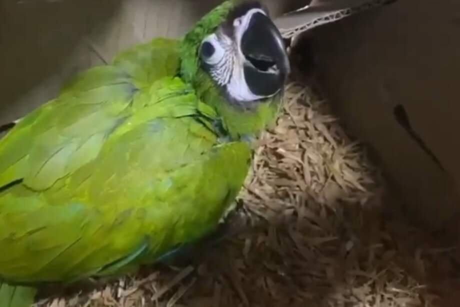 Este es uno de los animales rescatados en el operativo realizado por carabineros.