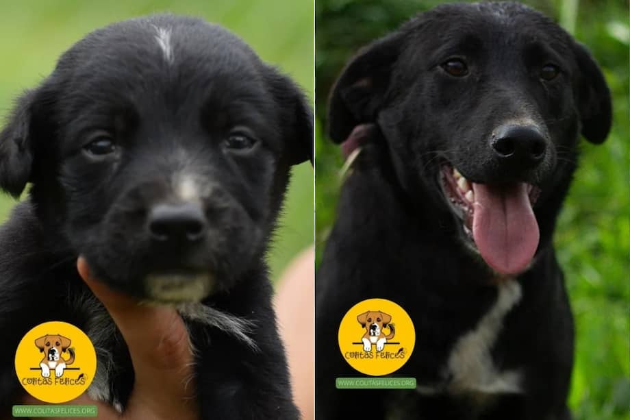 Negro fue rescatado junto a su mamá y ocho hermanos. Hasta el momento no ha recibido un solo formulario de adopción.